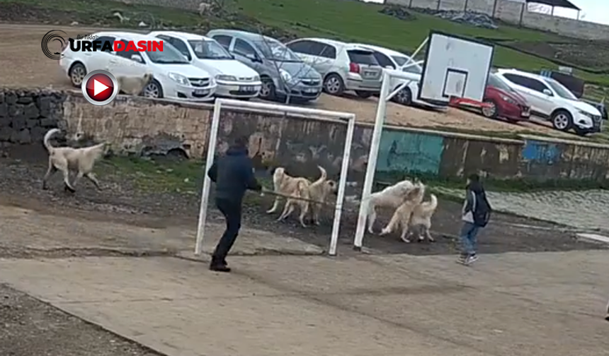 Şanlıurfa'da Okul Bahçesinde Köpek Sürüsü Birbirine Saldırdı: Kameraya Yansıdı