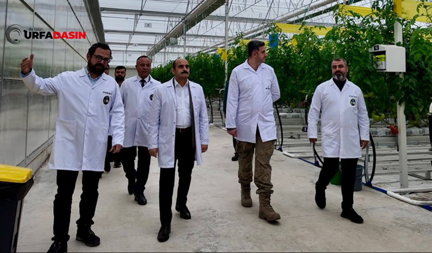 Şanlıurfa Akçakale’de 30 Dönümlük Serada Modern Tarım Hamlesi