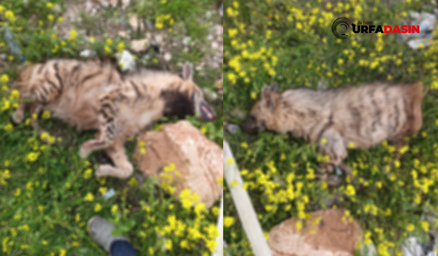 Şanlıurfa'da Aracın Çarptığı Sırtlan Telef Oldu