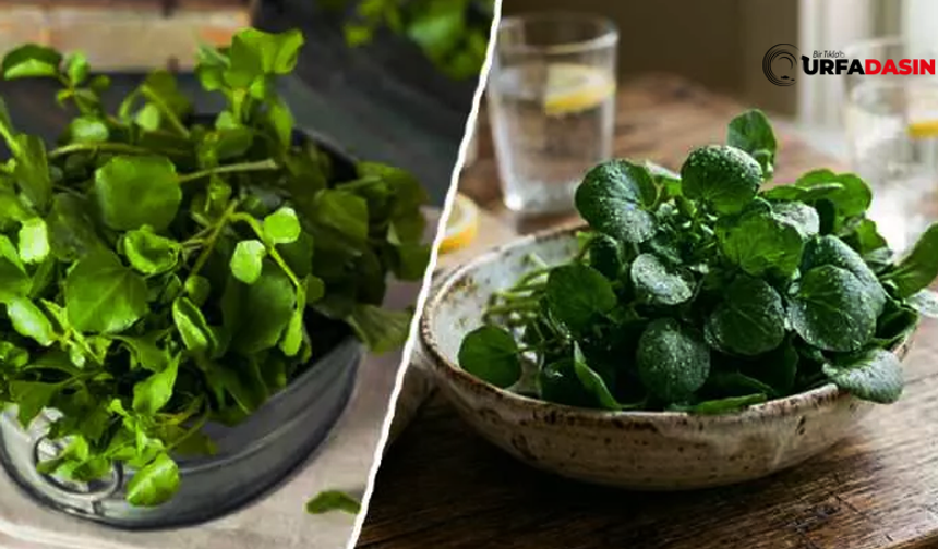 Şanlıurfalılar da Bunu Çok Tüketiyor Göz Sağlığını Destekliyor, Kalbi Koruyor