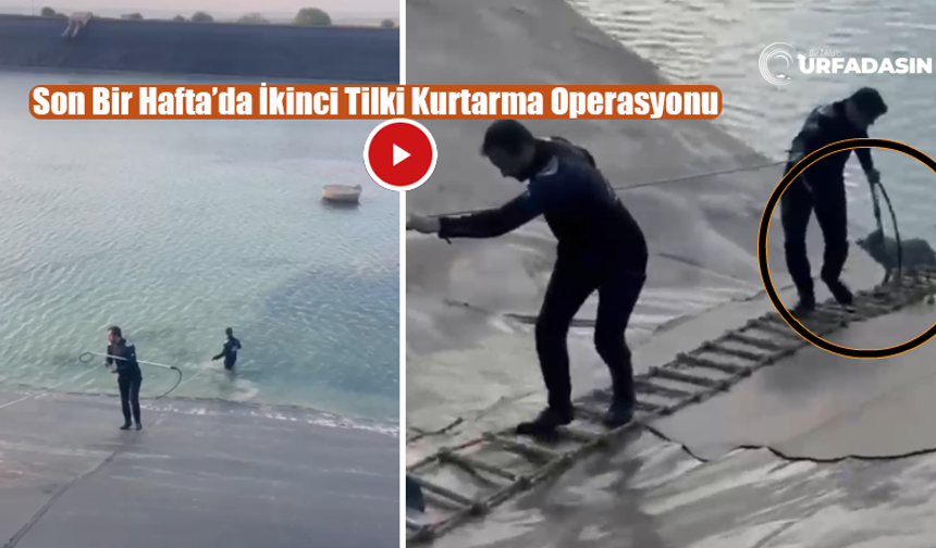 Şanlıurfa Hilvan'da Tilki Kurtarma Operasyonu!