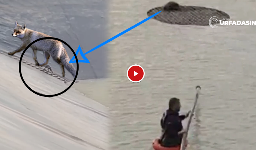 Şanlıurfa'da Sulama Havuzuna Düşen Tilki Böyle Kurtarıldı