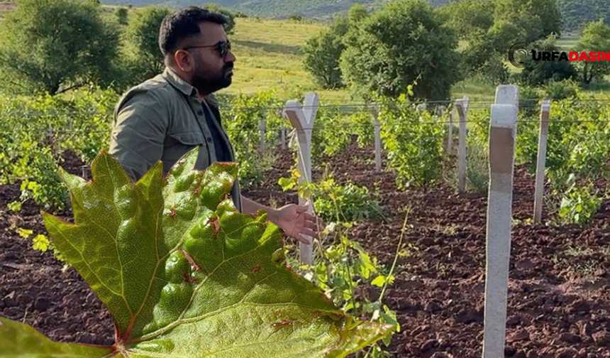 Şanlıurfa'da Üzüm Bağlarında Başlayan Yaprak Uyuzu Uzmanları Harekete Geçirdi