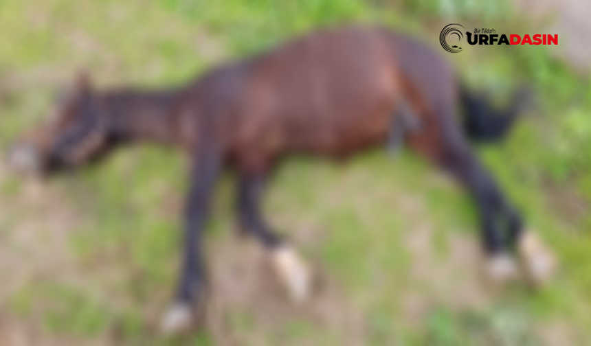 Şanlıurfa'da Yıldırım İsabet Eden At Telef Oldu