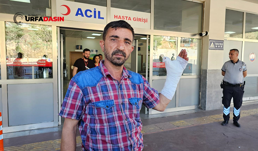 Şanlıurfa’da Acemi Kasaplar İş Başındaydı: 232 Kasap Yaralandı