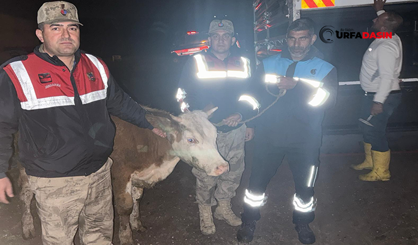 Şanlıurfa'da Kurbanlık Büyükbaş Çalan Hırsızlar Yakalandı