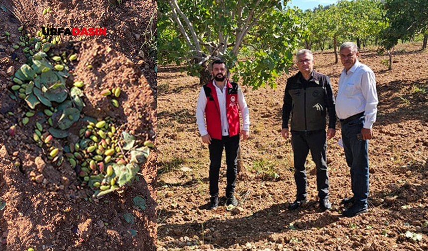 Şanlıurfa'da Dolunun Vurduğu Bahçelerde Hasar Tespiti Devam Ediyor