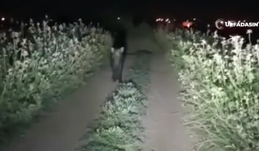 Domuzlar, Harran Ovasına İndi, Böyle Poz Verdi !