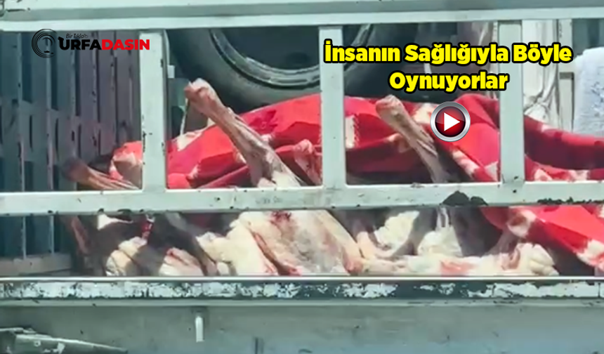 Şanlıurfa'da Kesilmiş Hayvanlar Kasaba Pikap İçerisinde Götürüldü