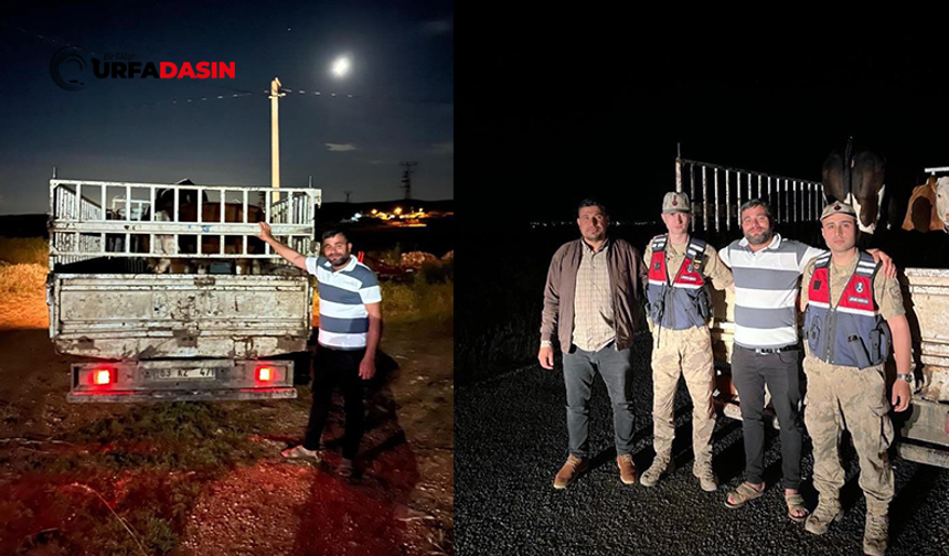 Şanlıurfa'da Kaybolan Hayvanları Jandarma Buldu