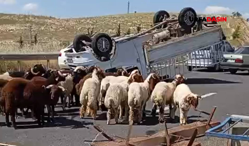 Şanlıurfa'da Kurbanlık Yüklü Kamyonet Devrildi: 1 Ölü, 1 Yaralı