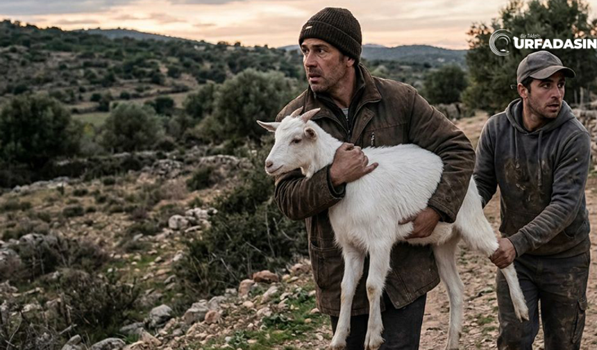 Şanlıurfalı Halil Bulut Kaybolan Keçisini İlanla Arıyor