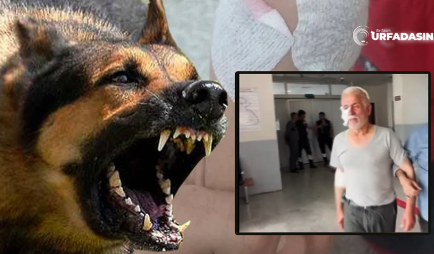 Şanlıurfa Halfeti’de Yaşlı Adam Başıboş Köpek Saldırısında Ağır Yaralandı