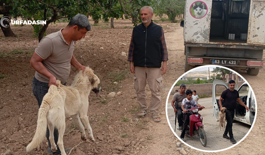Birecik Merkezde ve Kırsalında Sahipsiz Köpekler Toplanıyor