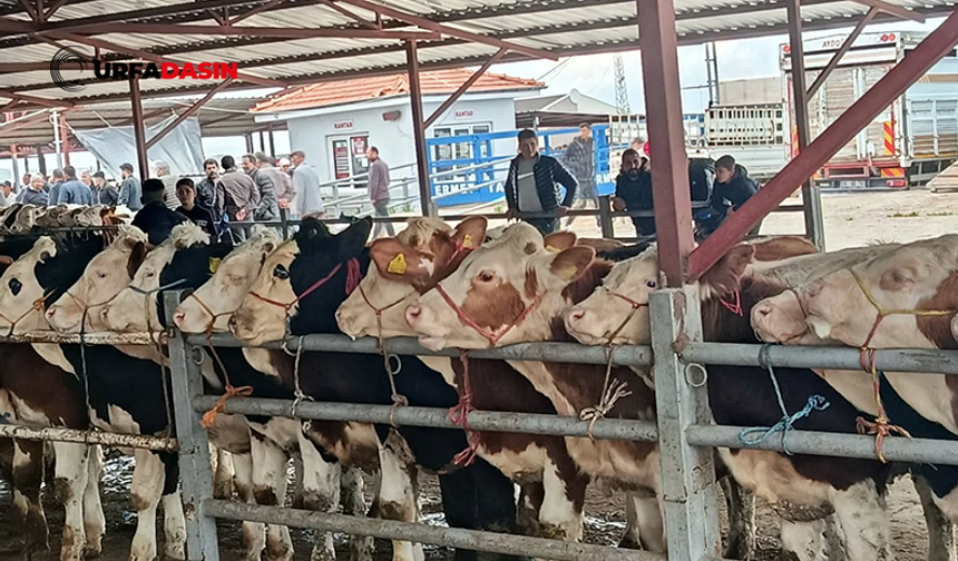 Şanlıurfa'da Kurban Pazarlarında Hareketlilik Devam Ediyor