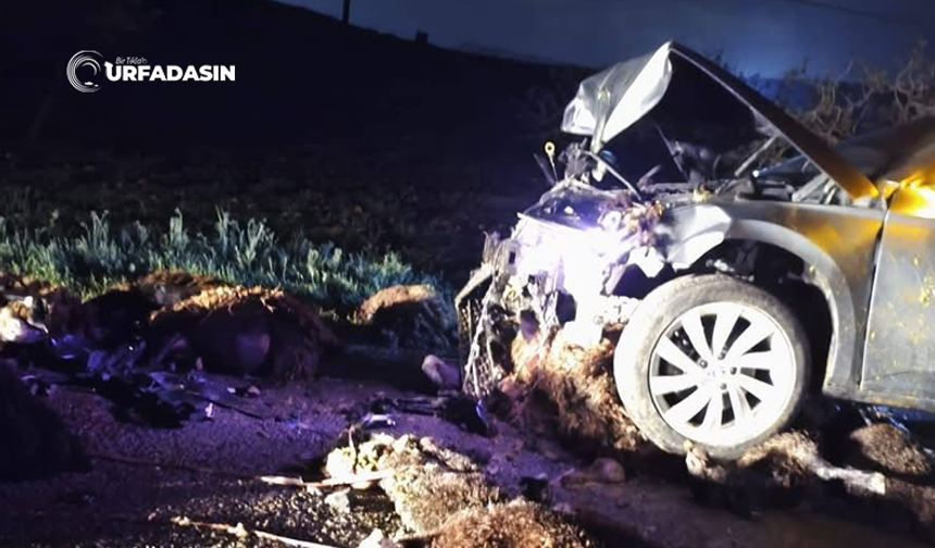 Şanlıurfa'da Yolun Karşısına Geçen Sürüye Otomobil Çarptı: 20 Koyun Öldü