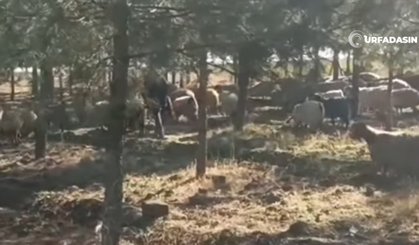 Sulutepe Göleti Piknik Alanı Gördüğünüz Gibi Anlatmaya Gerek Yok!