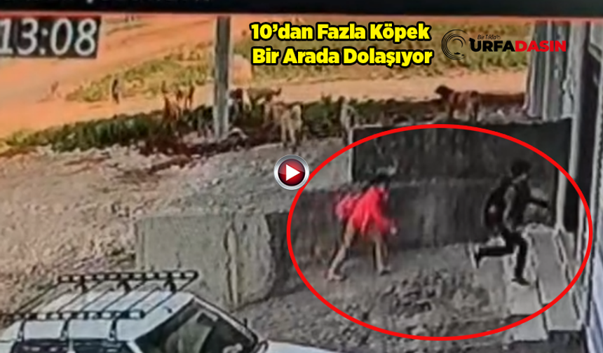 Şanlıurfa'da Sokak Köpekleri Çocuklara Saldırdı: Panik Anları Kameraya Yansıdı