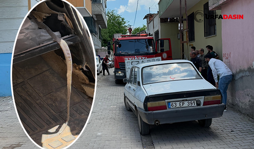 Şanlıurfa'da Seyir Halindeki Otomobilde Yılan Paniği
