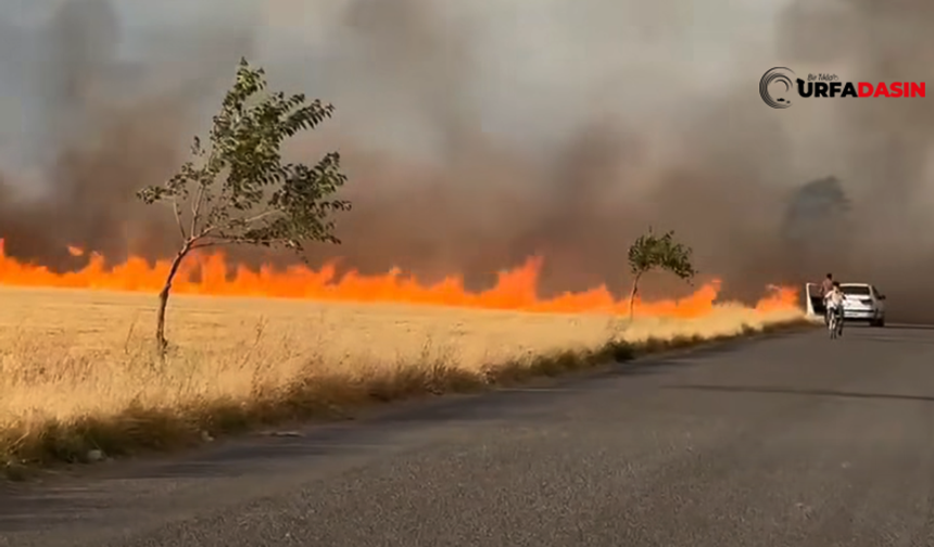 Şanlıurfa'da Tüm Uyarılara Rağmen Anız Yangınları Tam Gaz Devam Ediyor!