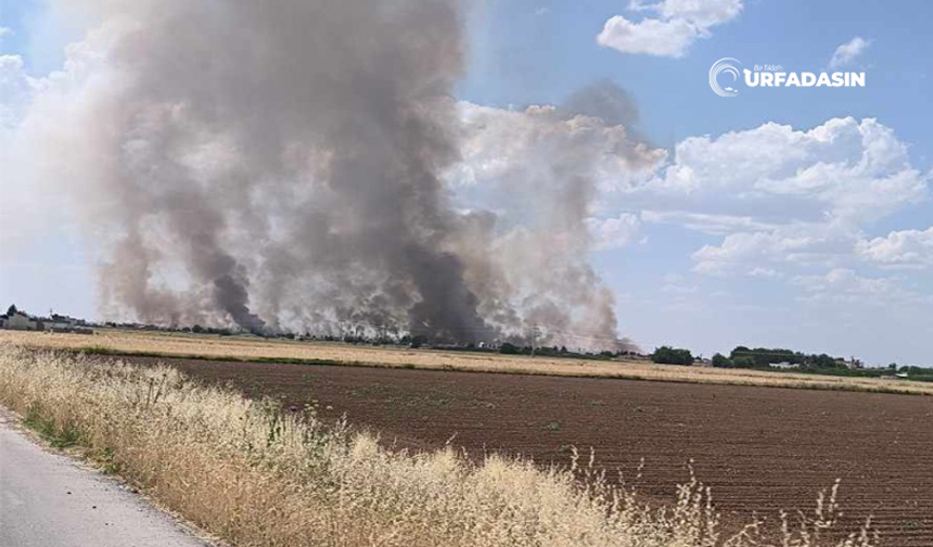 Şanlıurfa'da Uyarılara Aldıran Yok, Anız Yangınları Sürüyor!