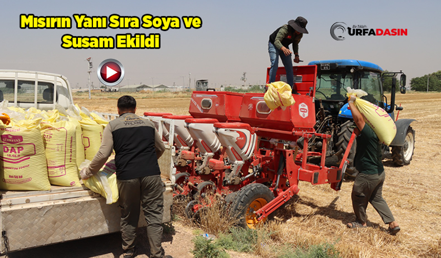 Şanlıurfa’de Anıza Doğrudan Ekim Projesinin Alanı Genişletildi