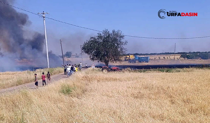 Şanlıurfa'da Arazi Yangınlarına Yenisi Eklendi: Buğday Tarlası Yandı