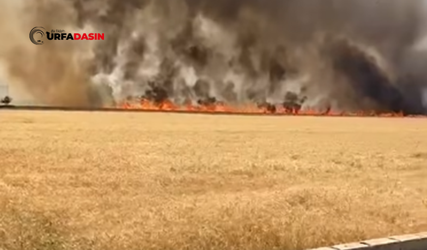 Şanlıurfa'da Yangınlarda Yüzlerce Dönüm Buğday Kül Oldu