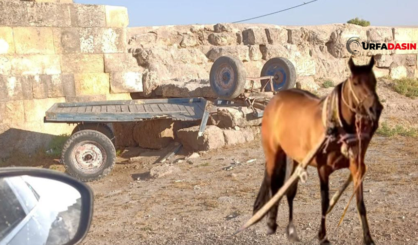 Harran'da At Arabası Tarihi Surlara Çarptı