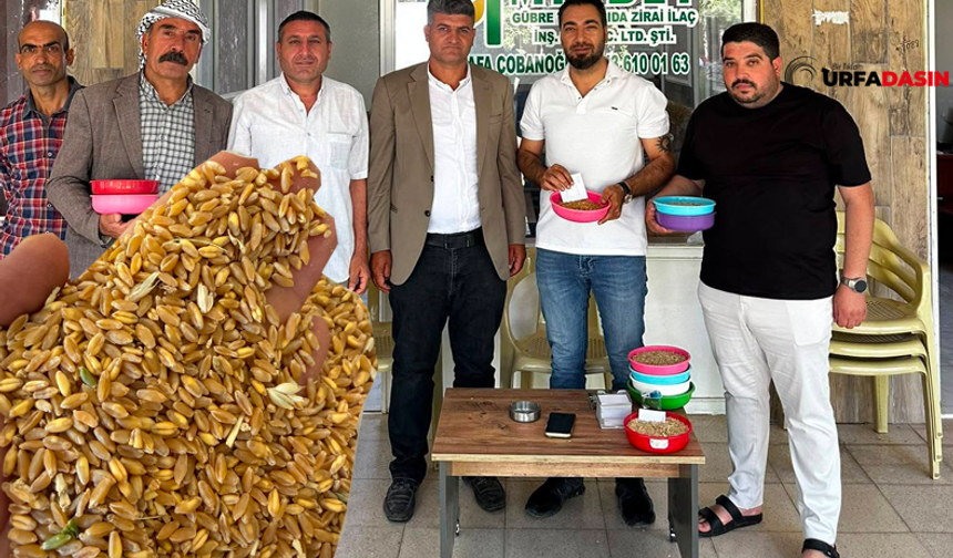 Şanlıurfa'da Buğday Pazarlarına Sezonun İlk Buğdayları Gelmeye Başladı