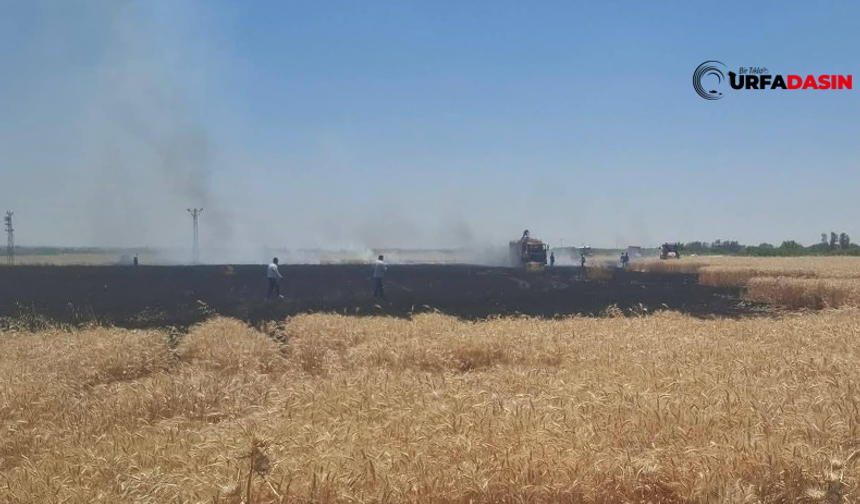 Yaz Gelince Batıda Ormanlar, Urfa'da Anız ve Ekili Alanlar Cayır Cayır Yanıyor
