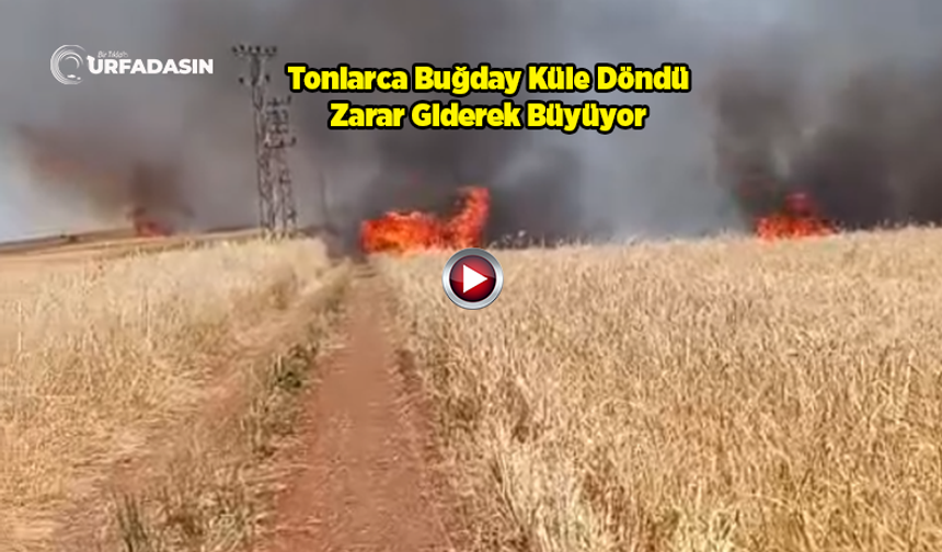 Şanlıurfa'da Yine Yangın: 300 Dönüm Buğday Alevlere Teslim Oldu