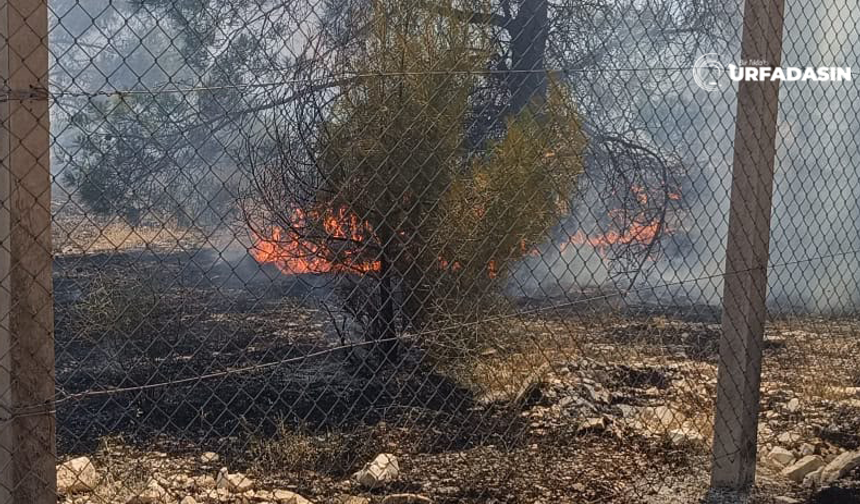 Şanlıurfa Bozova Çatak'ta Orman Yangını