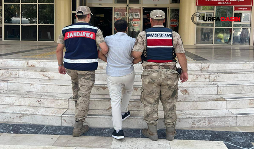 Şanlıurfa'da Aranan Hırsız, Jandarma Ekiplerince Yakalandı