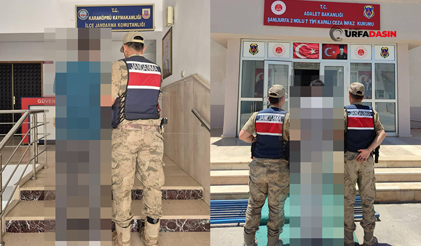 Şanlıurfa'da Aranan 2 Hükümlü, Jandarma Operasyonuyla Yakalandı