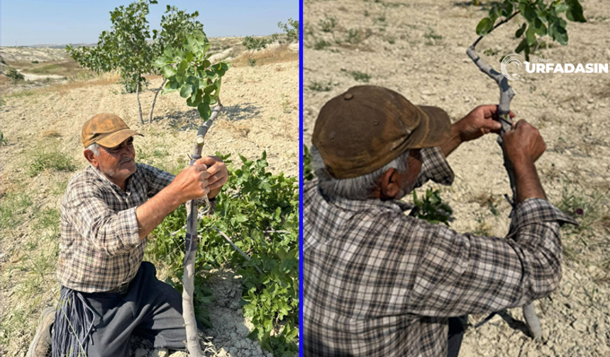 Şanlıurfa’da Keten Köyneği Fıstıklarda Kalem Aşısı Başladı