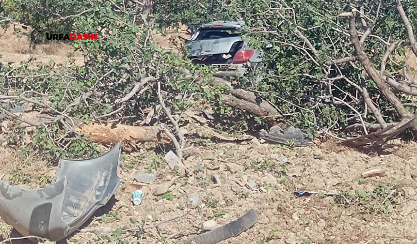 Şanlıurfa'da Otomobil Fıstık Bahçesine Uçtu: Sürücü Yaralandı