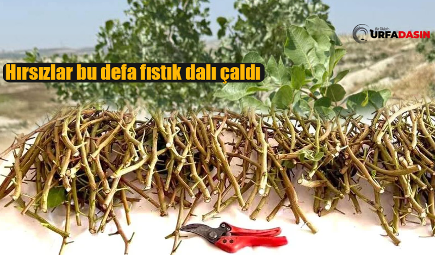 Şanlıurfa'da Fıstık Aşı Kalemi Çalan 3 Kişi Tutuklandı