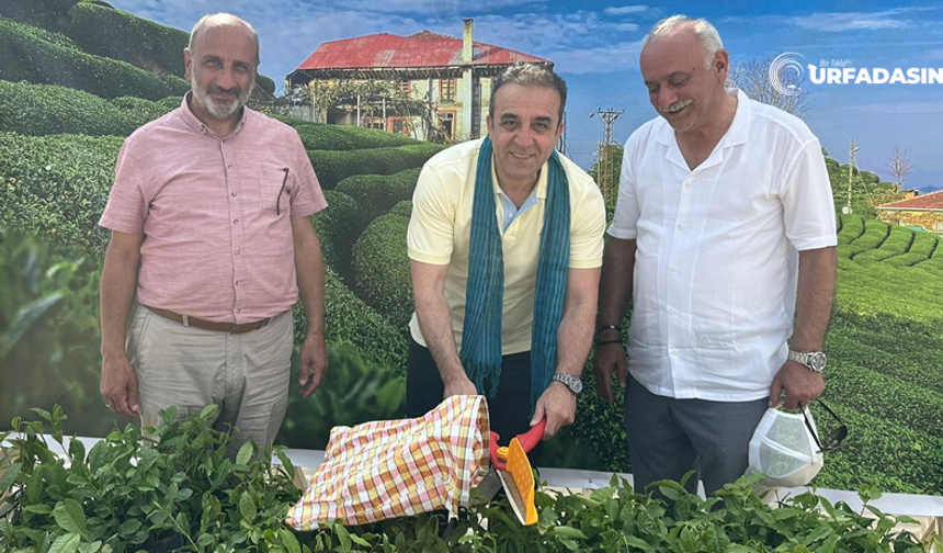 Şanlıurfa İle Rize Arasında Gönül ve Lezzet Köprüsü Kuruldu