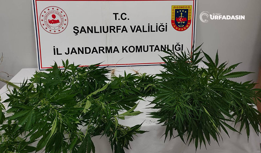 Şanlıurfa'da İki İlçede Hint Keneviri Ele Geçirildi: 2 Gözaltı