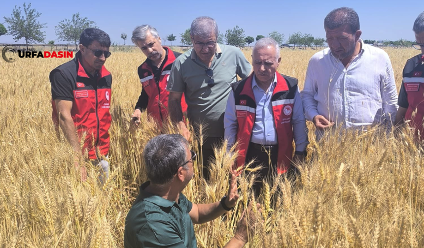 Şanlıurfa Hilvan'da Süne Tespit ve Popülasyon Çalışması Yapıldı