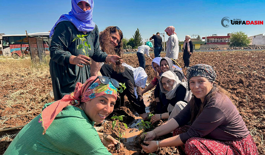 Viranşehir’de Kadınlar Toprağa Umut Ekiyor