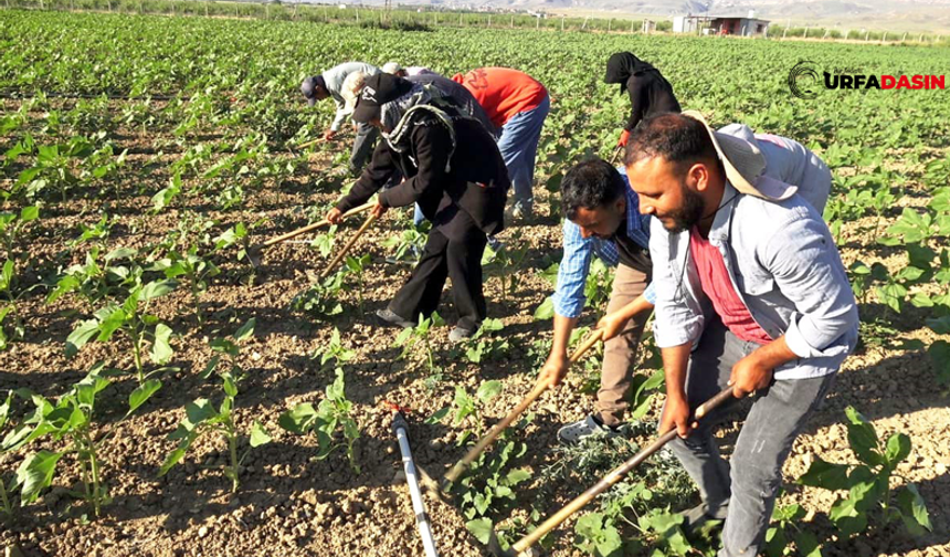Şanlıurfa’dan 600 Kilometre Yol Yapıp Kayseri’ye Giden Tarım İşçilerinin Zorlu Mesaisi
