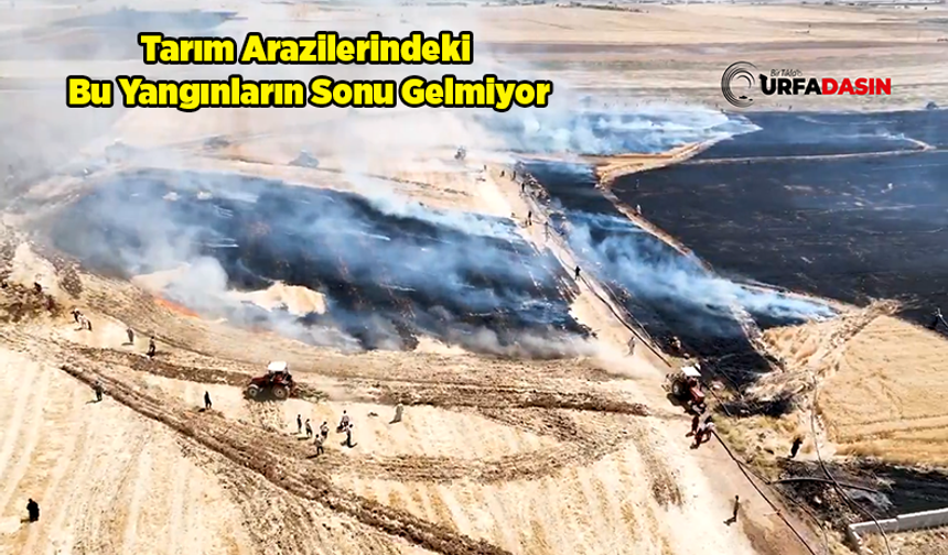 Şanlıurfa'da 50 Dönüm Buğday Arazisi Küle Döndü