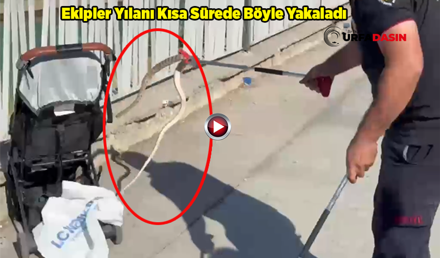 Şanlıurfa'da Korku Dolu Anlar: Bebek Arabasına Ağaçtan Yılan Düştü
