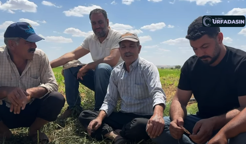 Şanlıurfa Suruçlu Çiftçiden İlginç İddia