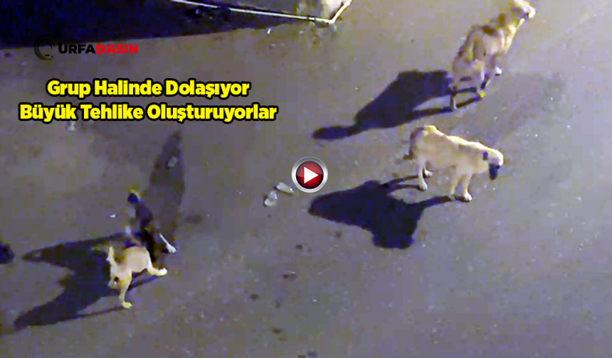 Suruç Aligör Mahallesi’nde Sahipsiz Köpekler Sorunu Çözüm Bekleniyor