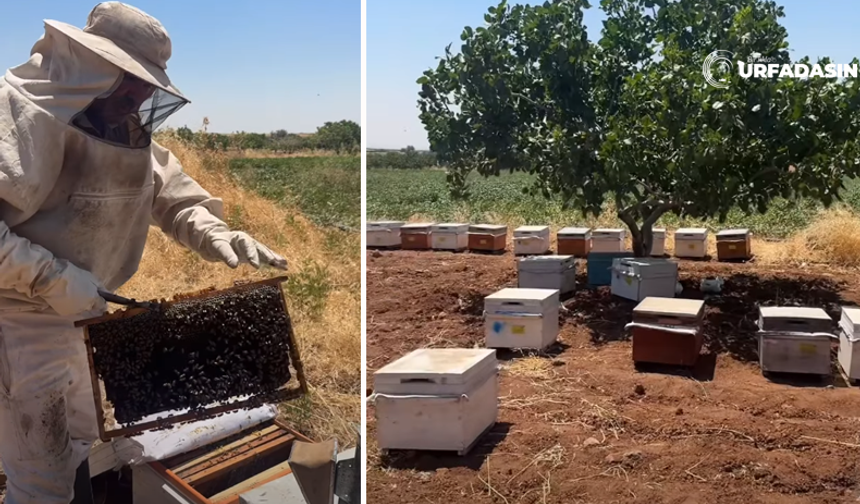 Şanlıurfa Suruç’ta Baba İle Oğlunun Bal Gibi İşleri Var