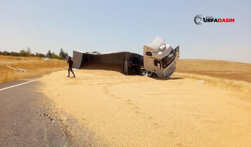 Şanlıurfa'da Tır Devrildi, Tonlarca Buğday Yola Savruldu