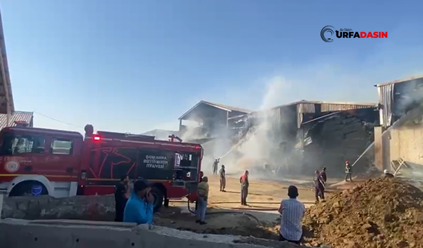 Şanlıurfa'da Büyükbaş Hayvan Çiftliğinde Yangın Çıktı